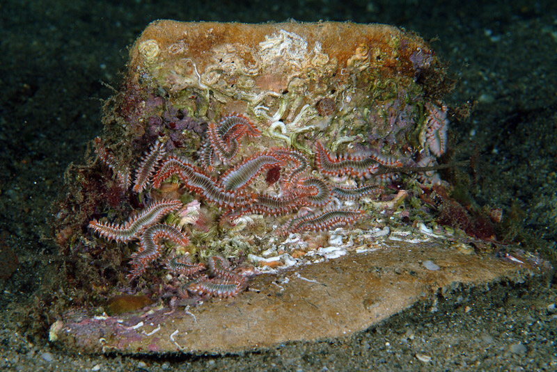 Hermodice carunculata